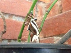 Lepidoptera