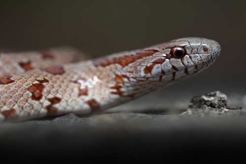 Mole Kingsnake