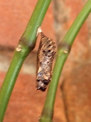 Lepidoptera