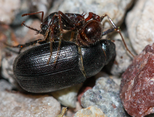 Rough Harvester Ant photo 5