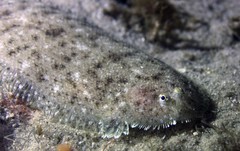 Aseraggodes lenisquamis