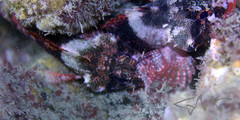 Scorpaenodes evides