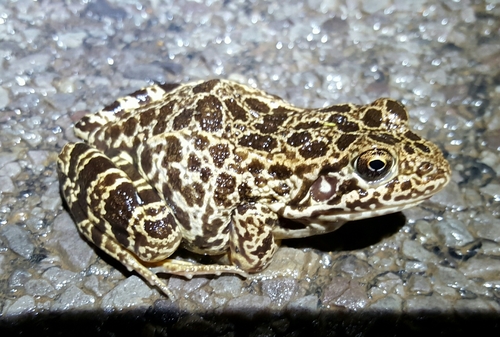 Lithobates areolatus