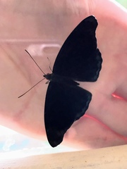 Eunica volumna
