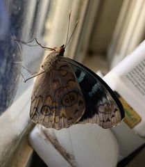 Eunica volumna