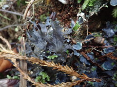 Peltigera nana
