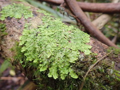 Lobaria asperula