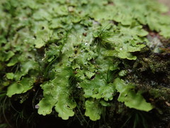 Lobaria asperula