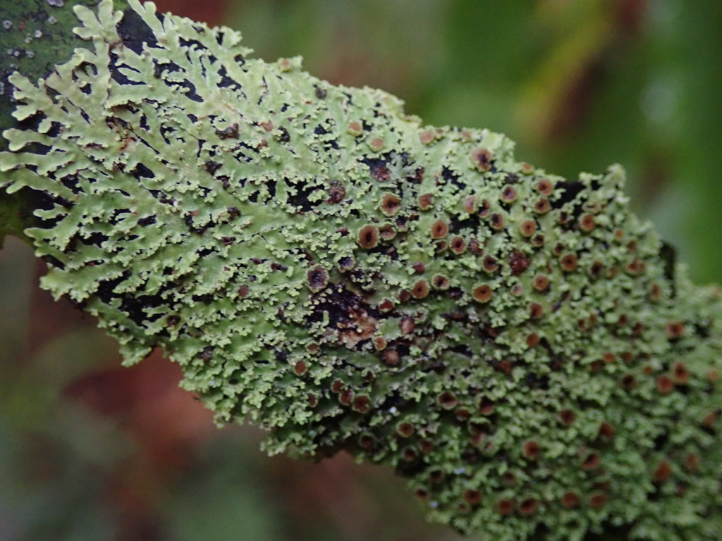 Pannaria aotearoana