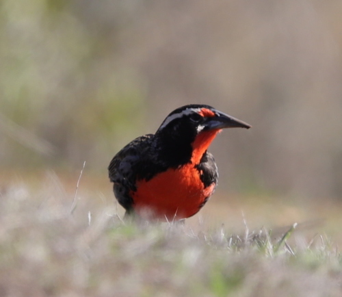 Long-tailed Meadowlark (Leistes loyca)
