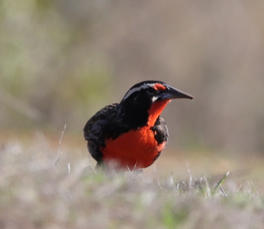 Long-tailed Meadowlark illustration