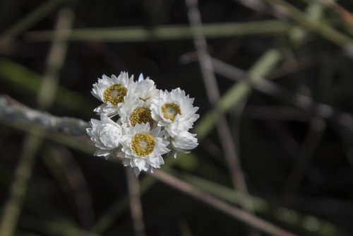 Anaphalis brevifolia, 2019-07-16