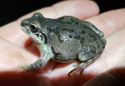 Pseudacris streckeri