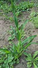 Panicum miliaceum ruderale