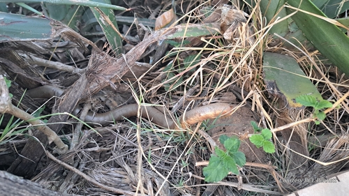 Bibron's Blind Snake