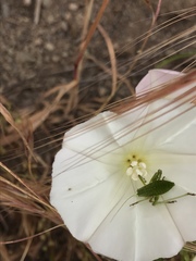 Platylyra californica