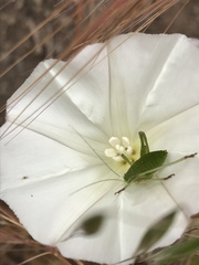 Platylyra californica