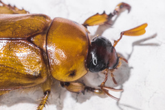 Cyclocephala pasadenae