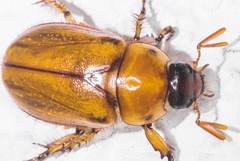 Cyclocephala pasadenae