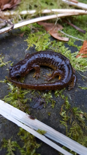 Rhyacotriton cascadae