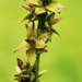 Carex muricata - Photo 由 Alexander Dubynin 所上傳的 (c) Alexander Dubynin，保留部份權利CC BY-NC