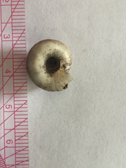 Anguispira strongylodes