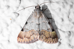 Hemeroplanis historialis