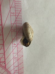 Anguispira strongylodes