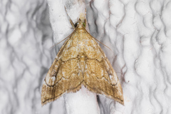 Scybalistodes periculosalis