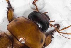 Cyclocephala pasadenae