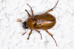 Cyclocephala pasadenae
