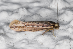 Ypsolopha sp-sw