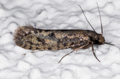 Haplotinea insectella