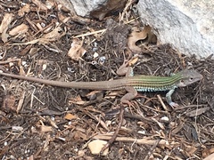 Common Spotted Whiptail photo 4
