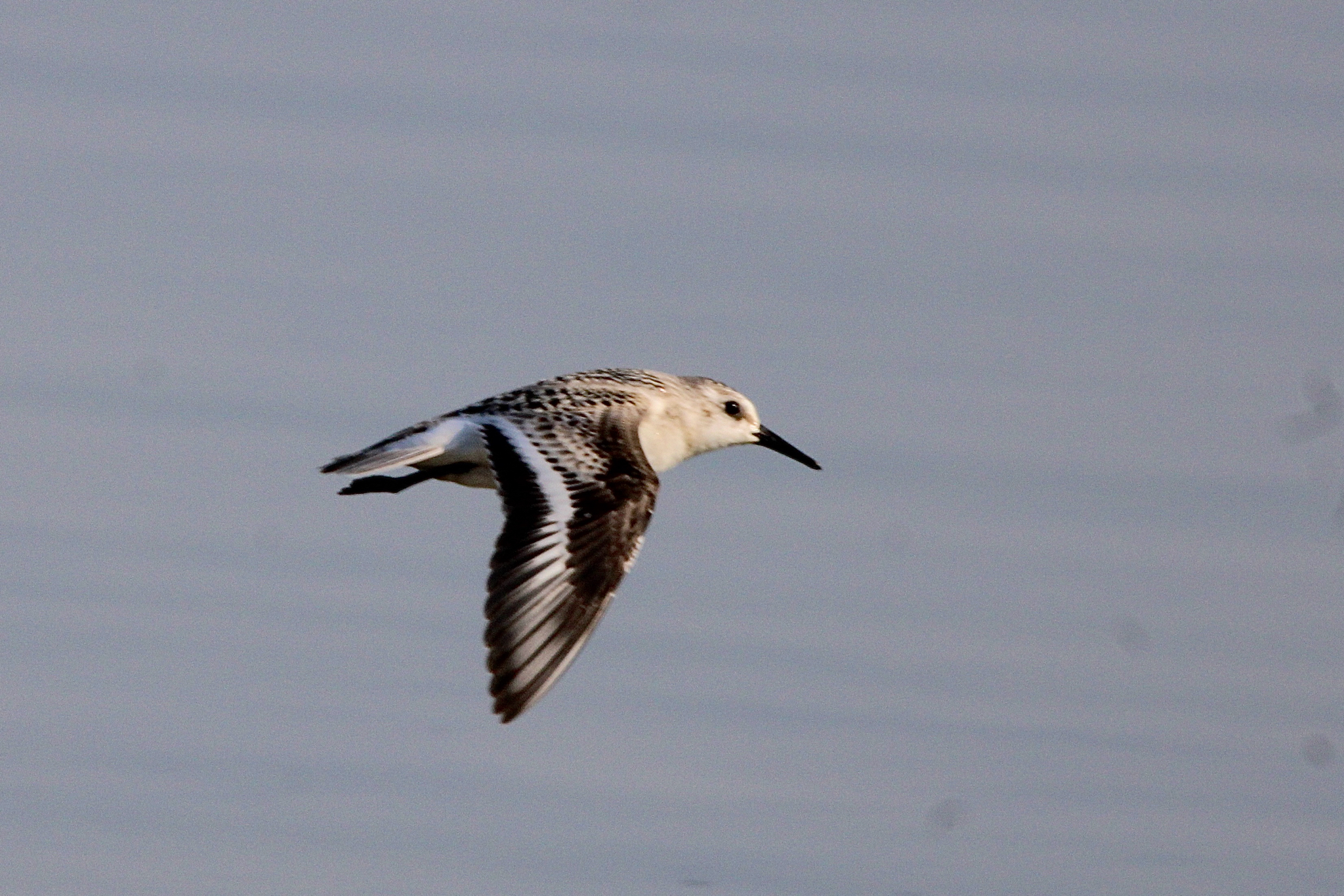 Sanderling (Calidris alba)