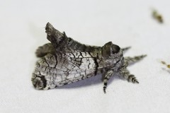 Inguromorpha basalis