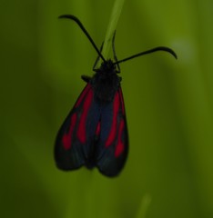 Zygaena osterodensis
