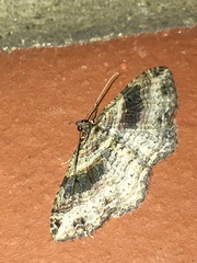 Costaconvexa