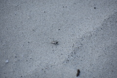 Habroscelimorpha dorsalis