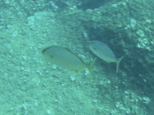 Greater amberjack