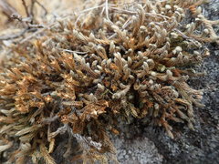 Selaginella wallacei