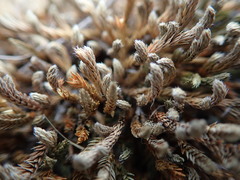 Selaginella wallacei