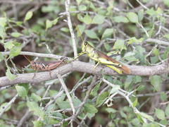 Schistocerca alutacea