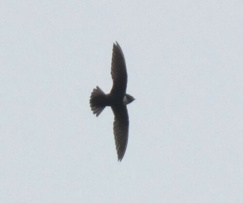Biscutate Swift (Streptoprocne biscutata), photo 3