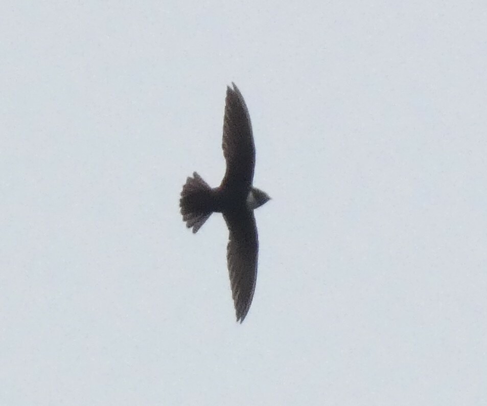 Biscutate Swift (Streptoprocne biscutata), photo 3