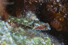 Barfin Goby photo 1