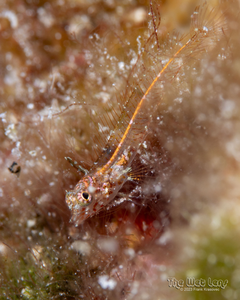 Redspine Blenny