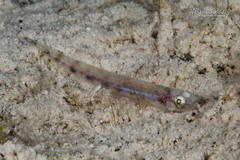 Suspicious Lizardfish photo 4