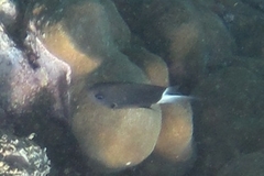 Pycnochromis margaritifer