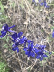 Delphinium hesperium